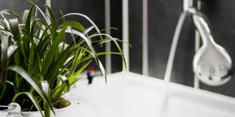 Bathroom plants